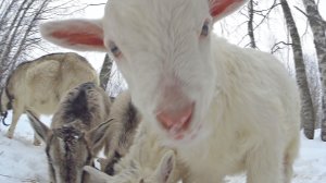 Как выбрать фермера и продукт?