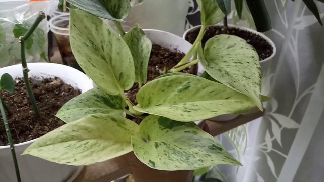 Комнатные Растения. Обзор Моего Стеллажа в Мае. Вторая Часть 22 Мая. смотреть онлайн