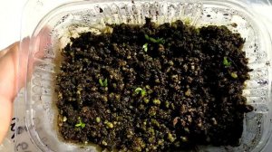 Венерина Мухоловка. Dionaea Muscipula. Всходы семян.