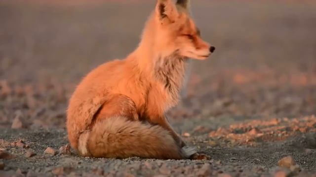 Чукотка.Суровая Природа чукотки смотреть онлайн