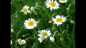 ПУПАВКА,  или  АНТЕМИС  (ANTHEMIS)  сем. Сложноцветные