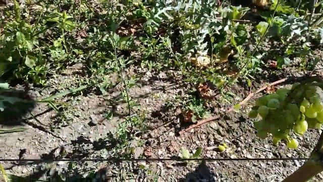 Жирующий виноград в начале августа/ Дача и пасека на Волге/Grapes are fattening смотреть онлайн