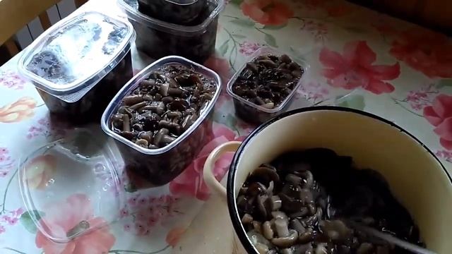 Опята 2017.ЗАГОТОВКА НА ЗИМУ.ЗАМОРАЖИВАНИЕ. смотреть онлайн