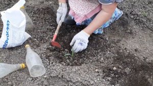 Высаживаю рассаду кукурузы в открытый грунт...
