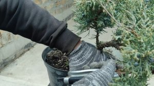 стрижка можжевельника Грей Олд в изюминку вашего сада)