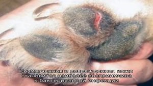 Почему трескаются у собаки подушечки на лапах?