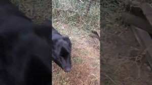 Ругаю собаку