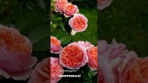 Роза Чиппендейл (Chippendale) 10 лучших роз.