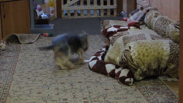 Ловец Сердец (Лёвушка)Из Дома Уилси смотреть онлайн