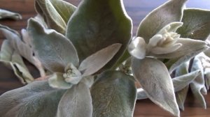 О чистеце шерстистом! И КАК ЛУЧШЕ СТАБИЛИЗИРОВАТЬ ЕГО ГЛИЦЕРИНОМ!!!