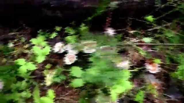 Первые Лисички и Сыроежки чернеющие в лесу Телеши Смоленск смотреть онлайн