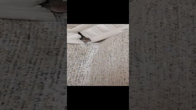 Мыши обнаглели