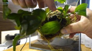 Аквариумистика. Новый дом для Эхинодорусов Опакусов.