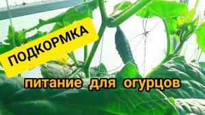 Подкормка для огурцов