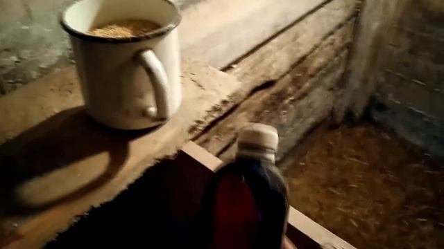 Как приучить поросят к сухому корму
