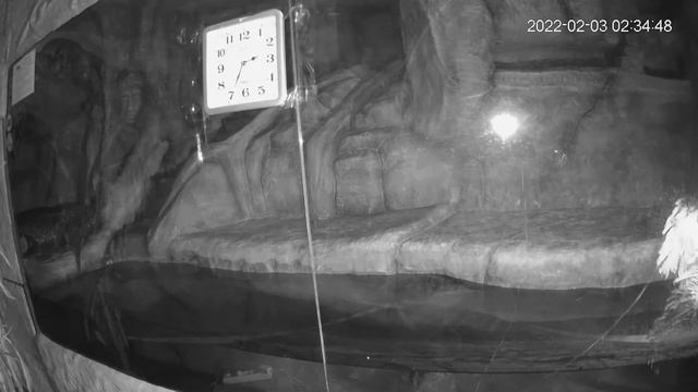 Кубинский крокодил смотреть онлайн