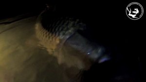 Подводная охота на Сазана. Поиск Сазана.Огромные сазаны в Корягах.Подводная охота в Башкирии.