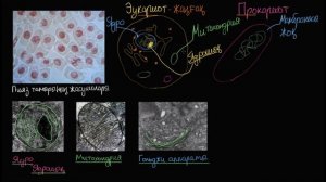 Прокариотты және эукариотты жасушалар | Қазақ Хан Академиясы