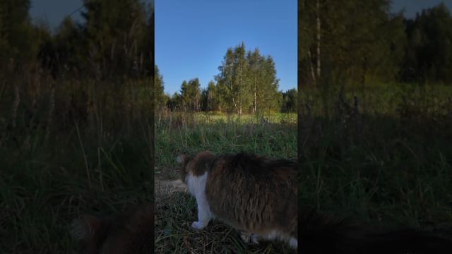 Кот решил стать привидением.👻😺