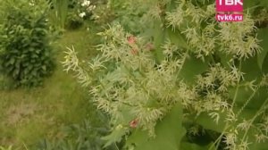 Советы тети Тани. Бешенный огурец.