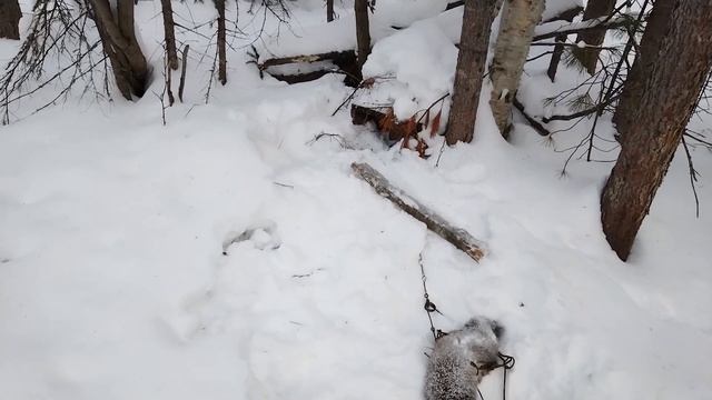 ЗА СОБОЛЯМИ / ОТКРЫЛИ СЕЗОН НА УРА !!!