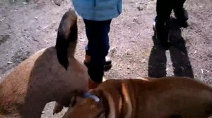 кадебо мама с сыном