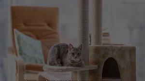 Как приучить котенка к когтеточке: хитрости дрессировки