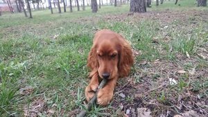 ?Самая вкусная палка \ Английский Кокер-спаниель \ English Cocker Spaniel \ Dog?