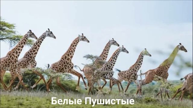 ЖИРАФ?/Копытные/Животные/Интересные факты