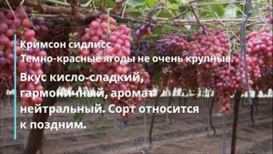 12 лучших сортов винограда