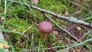 Грибы ! Змеи ! АНГЛИЯ ?? Лисички , Золотая Тропа! Mushrooms UK 2023 ??