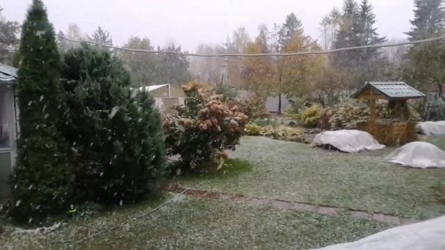 Розы под укрытиями после дождя и снега. смотреть онлайн