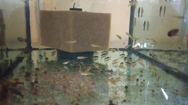 Маленький обзор, маленькой разводни