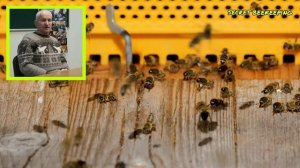 Как правильно кормить пчёл сиропом. 1:1, 3:2 или 2:1. Советы от Кашковского.