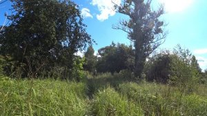 Удаление аварийных деревьев/ Валка Тополя