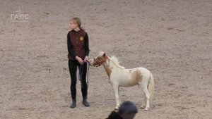 Такое не увидишь даже в цирке! Американские миниатюрные лошади #ИППОсфера 2019 /пониферма #ИДАЛЬГО