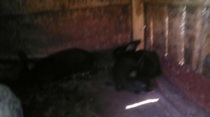 Самочки фландр 5 месяцев. Кролики серебро. Зеленая трава для кроликов.