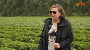 Сколько тонн клубники можно собрать с 1 га?