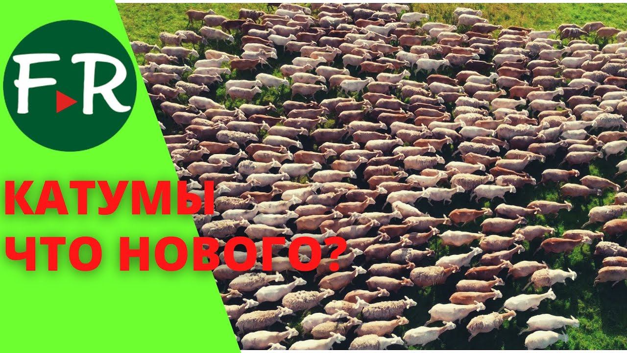 Катумские мясные гладкошёрстные овцы. Очередь на ярок на несколько лет! Почему не будет пятнистости?