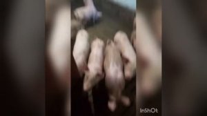 Щелевой пол для свинней в подсобном хозяйстве.