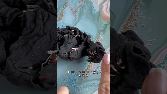 Как прорастить семена 🌱#семенальна #Уборкадетской