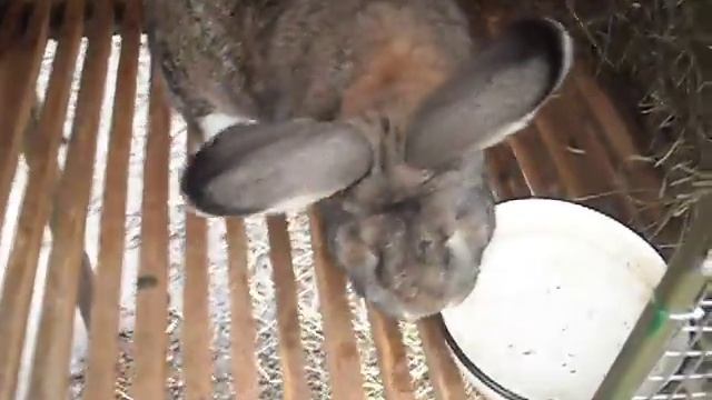 Как правильно ухаживать за кролицами, когда они беременные! смотреть онлайн