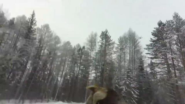 Новые жители острова Подъеланский