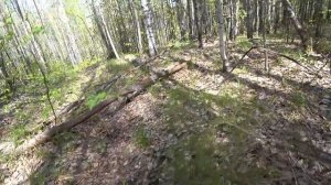 МЕТАЛЛА ПОИСК ГЛУБОКО В ЛЕСУ ПО СТАРЫМ ВЫРУБАМ! ПО НАЧАЛУ БЫЛО ПУСТО, А ПОТОМ НАХОДКИ КАК ПОПЁРЛИ!!