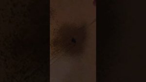Как избавиться от насекомых, жуков и тараканов. 16+