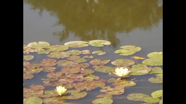 Какие растения нужно сажать в пруд!!! смотреть онлайн