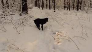 Кане-корсо отзыв о породе