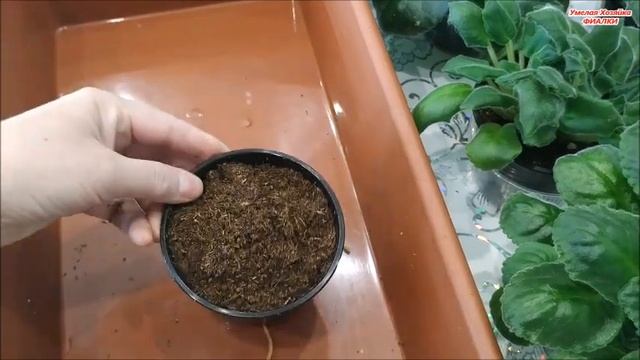 СДЕЛАЙТЕ ЭТО с ? Фиалками НЕМЕДЛЕННО ☑️ пока осень