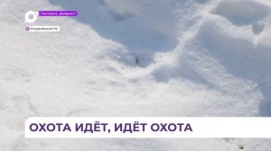 Теперь и в Корсаковке: полосатый хищник снова напал на лошадь в Уссурийском округе