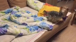 Йорк Мариса прячет новую игрушку от злых хозяев